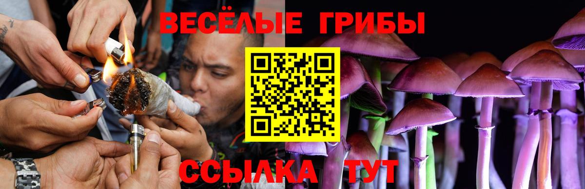 Псилоцибиновые грибы Psilocybe Камышлов